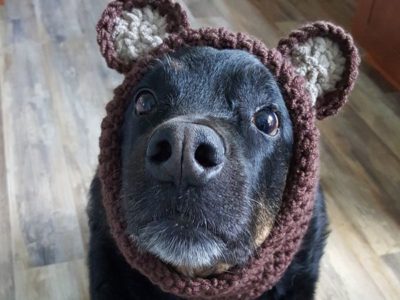 Crochet Doggie Snood Pattern