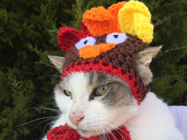 crochet Cat - Dog Turkey Hat free pattern
