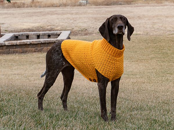 crochet Large Dog Sweater free pattern