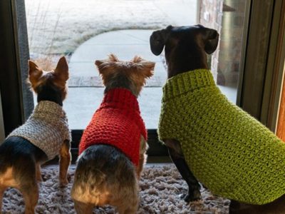 crochet The Stylish Dog Sweater easy pattern