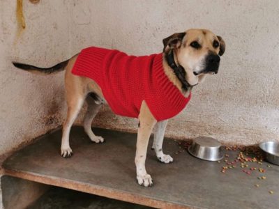 Crochet Dog Sweater easy pattern